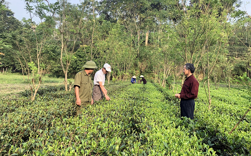 Chè Hữu cơ Tuyên Quang