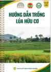 HƯỚNG DẪN TRỒNG LÚA HỮU CƠ